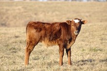 LTL VINS MAVERICK x TB KELLY NELLIE